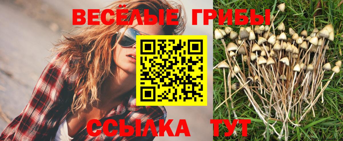 Котлас  Псилоцибиновые грибы Psilocybe  Вход с VPN 