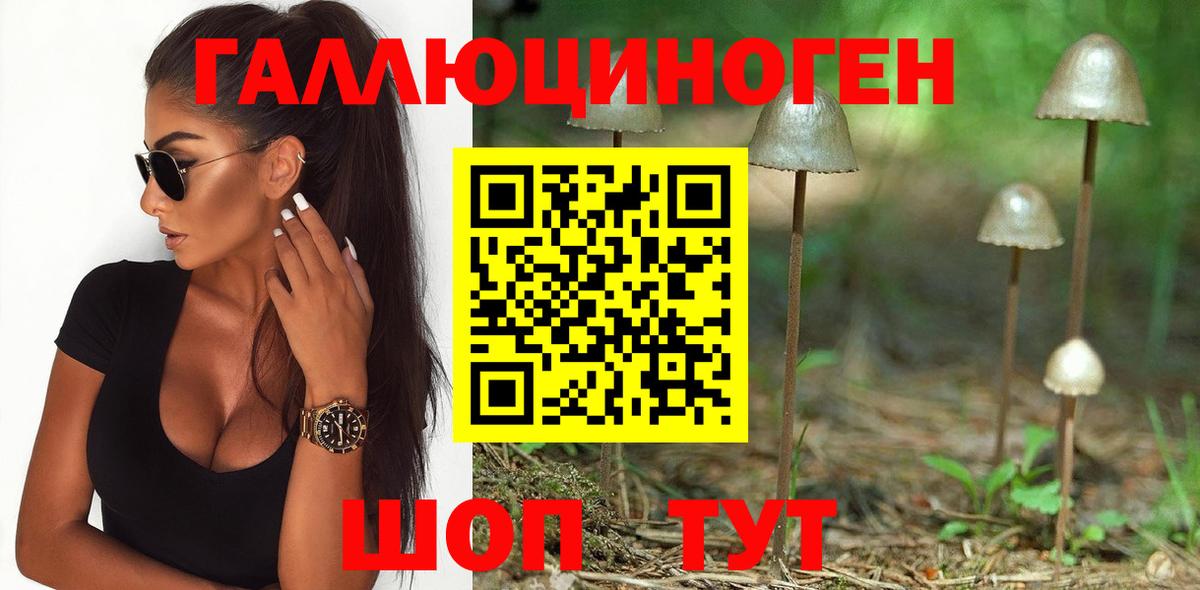 Псилоцибиновые грибы Psilocybine cubensis Котлас